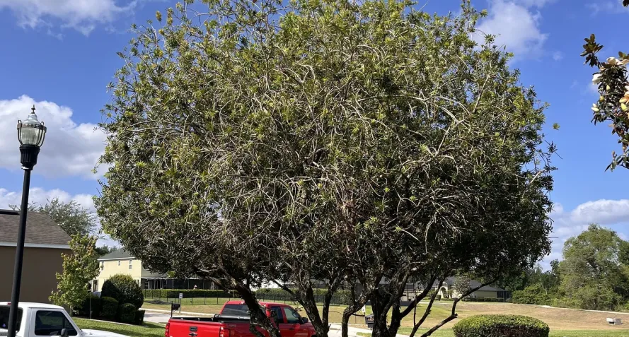 tree services install bartow fl